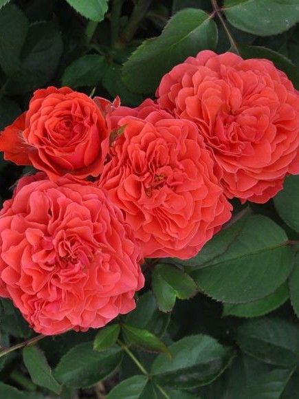 Rosier Générosa® 'Eclat de Corail'