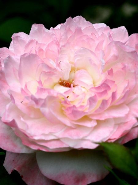 Rosier Générosa® 'Eliane Gillet®'