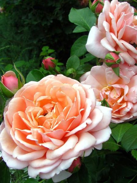 Rosier générosa® 'Elizabeth Stuart'®