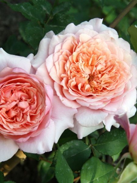 Rosier Générosa® 'Festival des Jardins de Chaumont'®