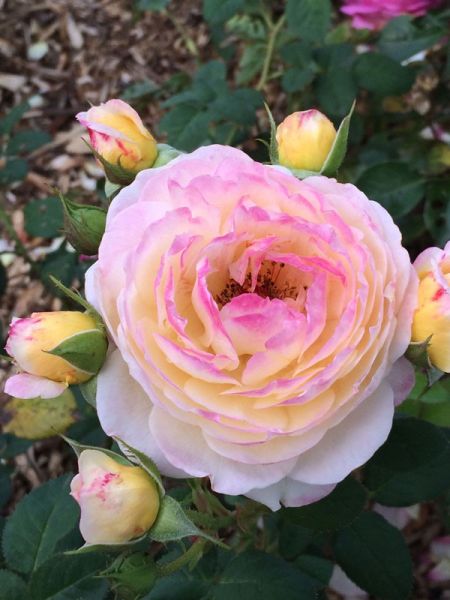 Rosier Générosa® 'Fiona Gélin'®