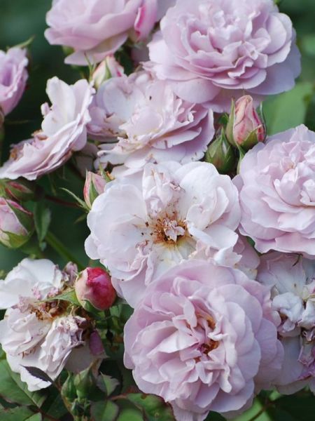 Rosier Générosa® 'Florence Delattre'®