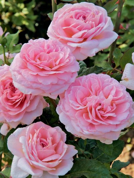 Rosier Générosa® 'Francis Blaise'®