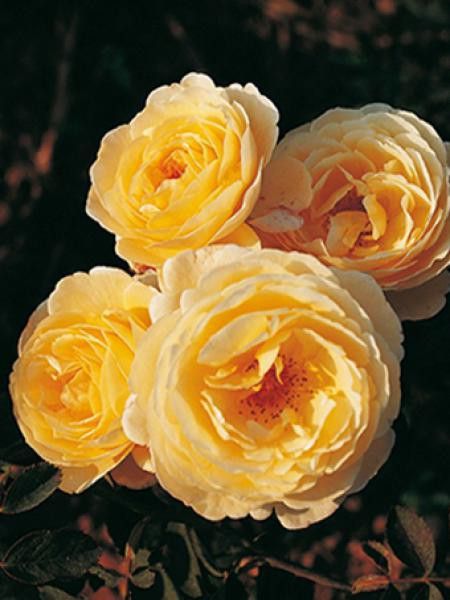 Rosier Générosa® 'Gene Tierney®'