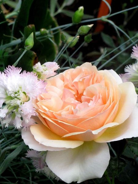 Rosier Générosa® 'Geneviève Orsi'®