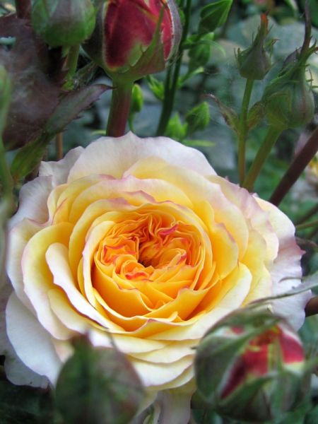 Rosier Générosa® 'Georges Denjean'