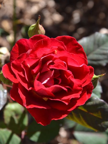 Rosier Générosa® 'Guy Darmet'®