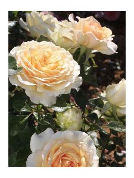Rosier Générosa® 'Ingrid Bétancourt'
