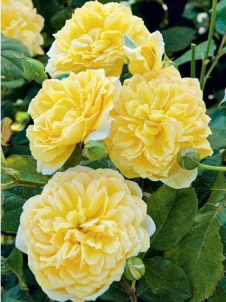 Rosier Générosa® 'Joëlle Marouani®'