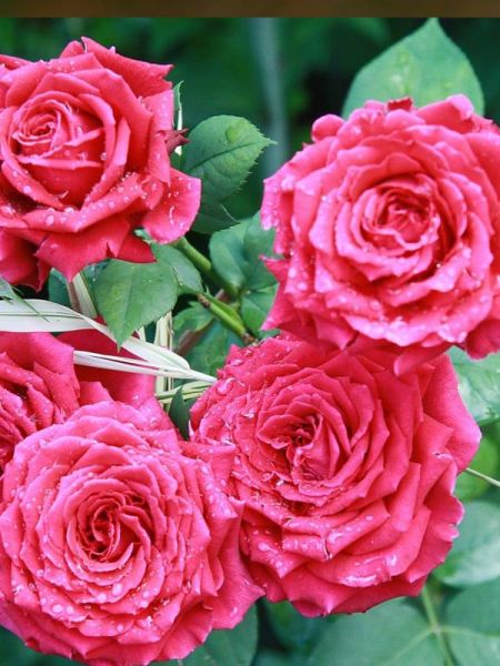 Rosier Générosa® 'La Roche Guyon®'