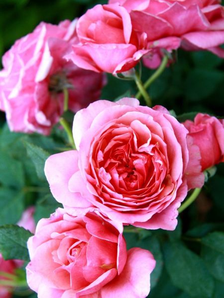 Rosier Générosa® 'Ladurée'®