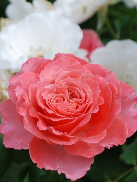 Rosier Générosa® 'Laurent Cabrol'®