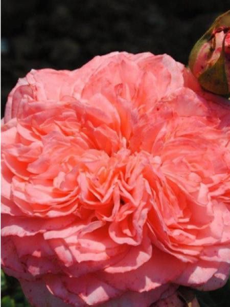 Rosier Générosa® 'Lorenzo Weisman'