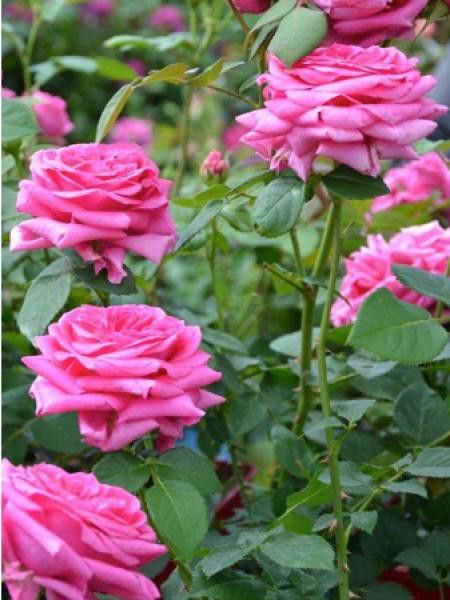 Rosier Générosa® 'Maison Française®'