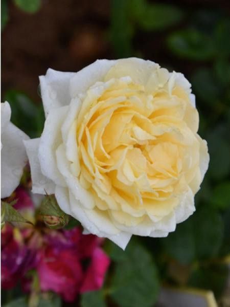 Rosier Générosa® 'Manuel Canovas®'
