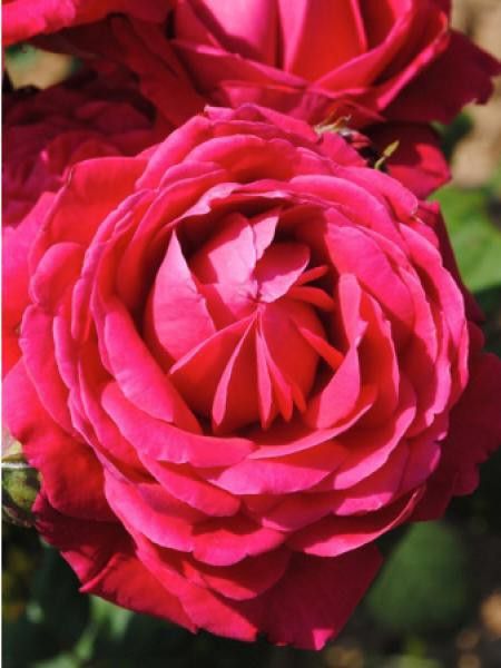 Rosier Générosa® 'Michel Jonasz'