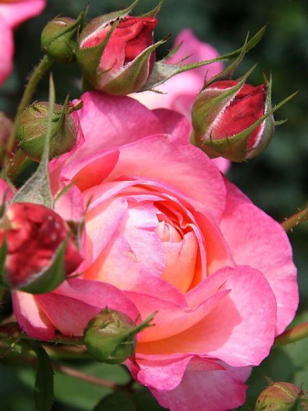 Rosier Générosa® 'Mme de Staël'