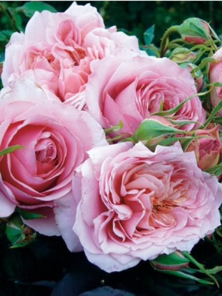 Rosier Générosa® 'Monique Bouygues'®