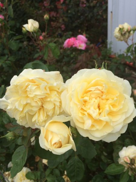 Rosier Générosa® 'Morabito®'