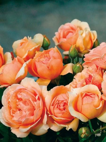 Rosier générosa® 'Nicole Mioulane'®