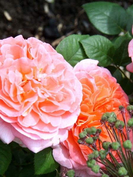 Rosier Générosa® 'Notre Dame Du Rosaire®'