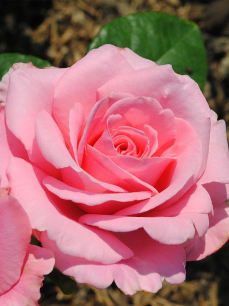 Rosier Générosa® 'Orsola Spinola®'