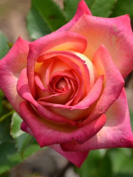 Rosier Générosa® 'Pascal Légitimus®'