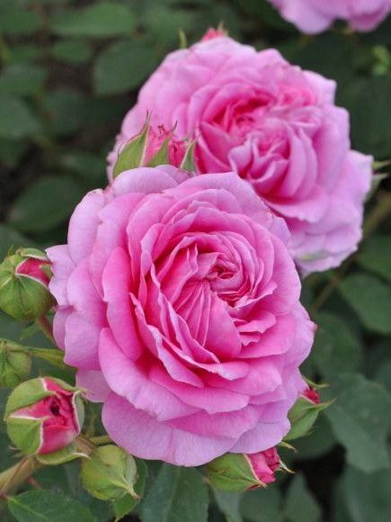 Rosier Générosa® 'Pink Flamingo'