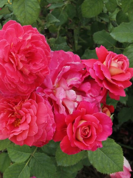 Rosier Générosa® 'Reine Sammut'®