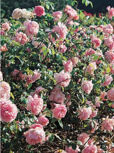 Rosier Générosa® 'Sonia Rykiel®'