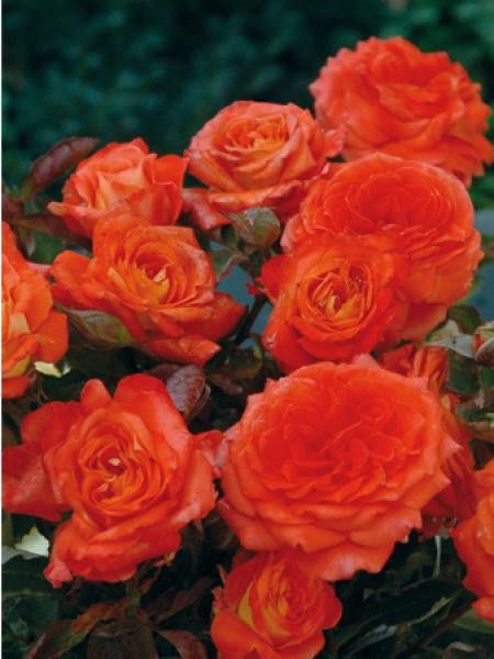 Rosier Générosa® 'Valérie de Montgolfier'