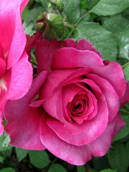 Rosier Générosa® 'Ventilo'