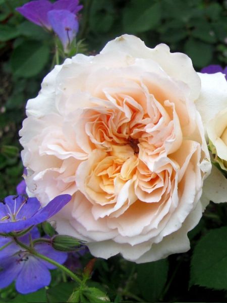 Rosier Générosa® 'Véronique B.®'