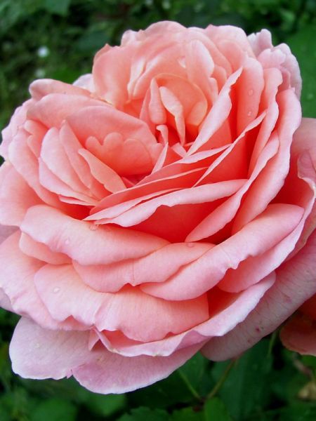 Rosier Générosa® 'Versigny®'