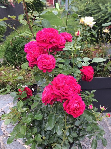 copy of Rosier Générosa® 'Vibrato'