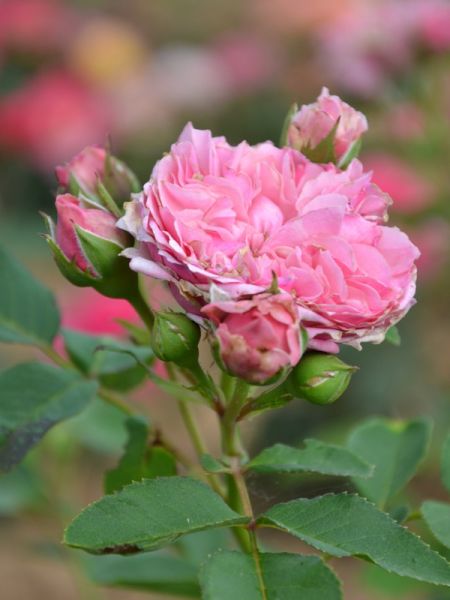 Rosier Générosa® 'Vicomtesse de Curel®'