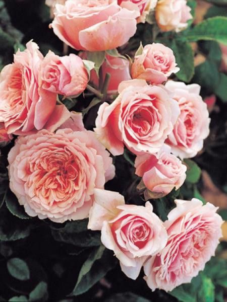 Rosier Générosa® 'William Christie'®