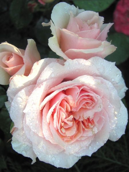 Rosier Générosa® 'Xavier de Fraisinette®'