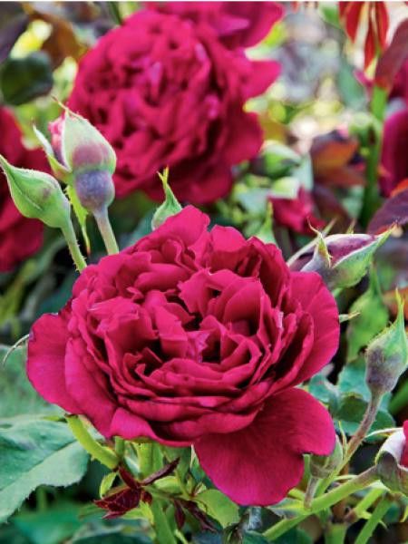 Rosier Générosa® 'Zayed of Abu Dhabi®'