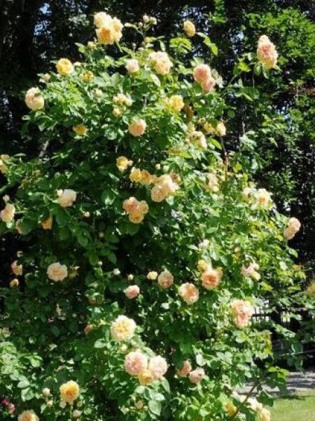 Rosier grimpant 'Alchymist'