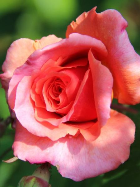 Rosier grimpant 'Alibaba'