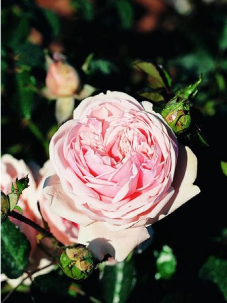 Rosier grimpant 'Awakening'