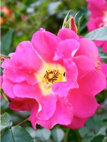 Rosier grimpant 'Bajazzo'