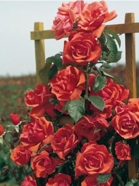 Rosier grimpant 'Blaze of Glory'