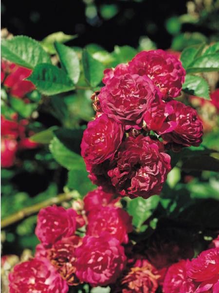 Rosier grimpant 'Bleu Magenta'