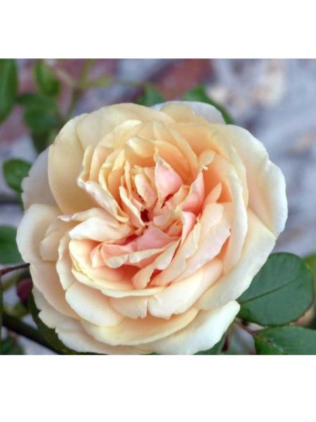 Rosier grimpant 'Bouquet d'Or'