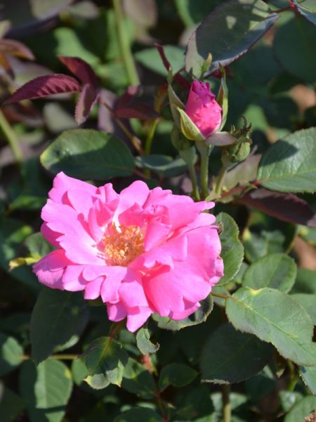 Rosier grimpant Bourbon 'Zephirine Drouin'