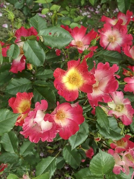 Rosier grimpant 'Cocktail Meimick'