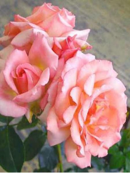 Rosier grimpant 'Compassion'