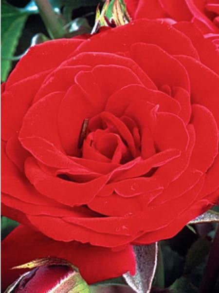Rosier grimpant 'Conquistador'®